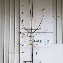 Load image into Gallery viewer, Apple - Wolf River - Standard- Bare Root 11/16"