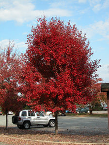 Brandywine Maple, 6' Ht - Bare Root