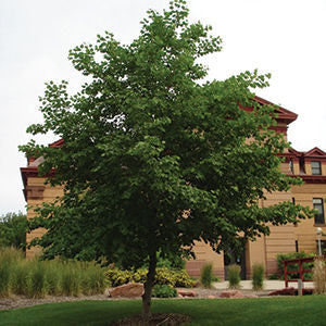 Prairie Horizon®️ Alder 5' Ht - Bare Root