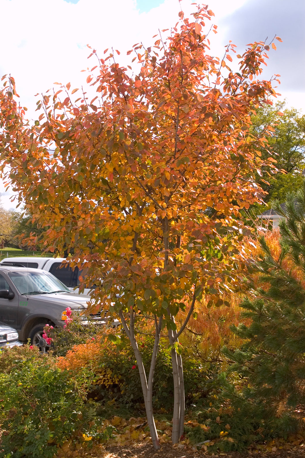 Autumn Brilliance Serviceberry 5' Ht - Bare Root