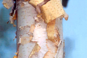 Renaissance Oasis®️ Paper Birch, Single Trunk 6' - Bare Root