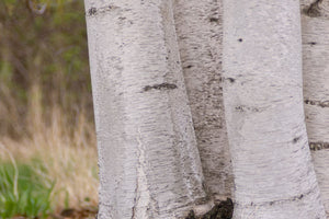 Whitespire Birch - Seed Source, Clump 6' - Bare Root