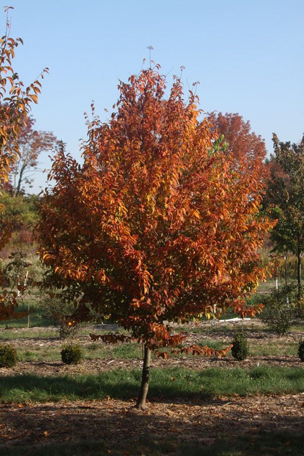 Fire King™️ Musclewood 5' Ht - Bare Root