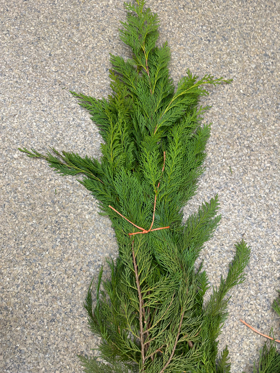 Port Oxford Cedar boughs 1 lb