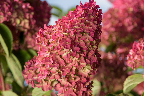 Hydrangea Tree - First Editions®️ Berry White®️ Tree Form