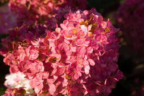 Hydrangea Tree - First Editions®️ Vanilla Strawberry™️ - Bare Root