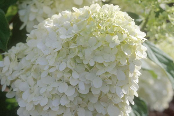 Hydrangea Tree - Limelight Hydrangea Tree Form - Bare Root