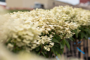 Hydrangea Tree - Quick Fire Hydrangea Tree Form - Bare Root