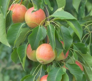 Pear Trees- Bare Root - select variety below.