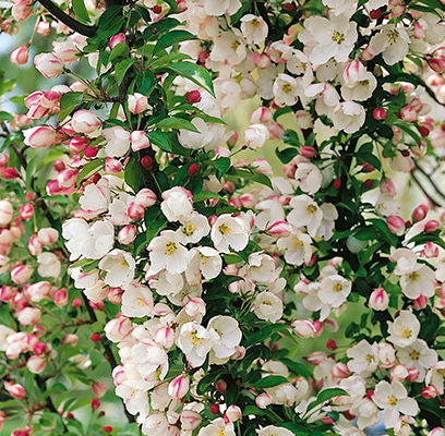 Flowering Crabapple- Adirondack - 5'- Bare Root