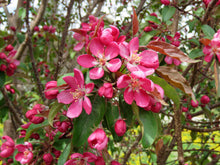 Load image into Gallery viewer, Flowering Crabapple- First Editions® Courageous™️- 5&#39;- Bare Root
