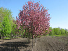 Load image into Gallery viewer, Flowering Crabapple- First Editions® Courageous™️- 5&#39;- Bare Root
