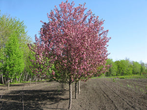 Flowering Crabapple- First Editions® Courageous™️- 5'- Bare Root