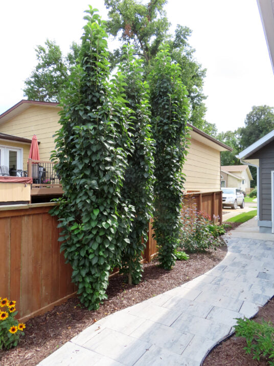 Flowering Crab- First Editions® Green Wall Spire™️ - 4' - Bare Root