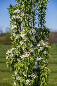 Flowering Crab- First Editions® Green Wall Spire™️ - 4' - Bare Root