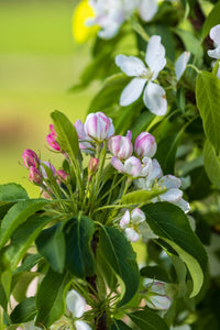 Flowering Crab- First Editions® Green Wall Spire™️ - 4' - Bare Root