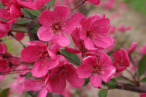 Flowering Crabapple- Purple Prince - 6' - Bare Root