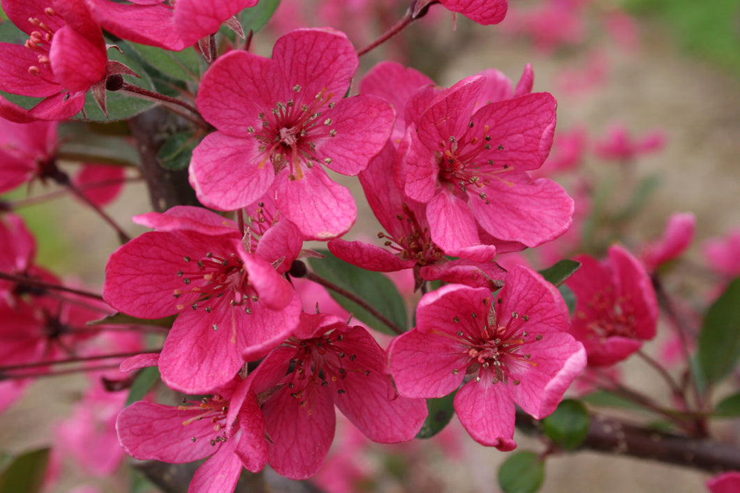 Flowering Crabapple- Purple Prince - 6' - Bare Root