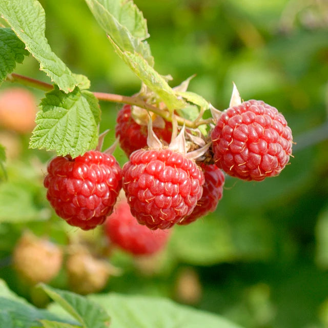 Raspberry - Nova Summer Bearing - Bare Root – Green Barn Garden Center