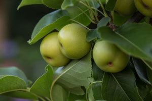 Pear Trees- Bare Root - select variety below.