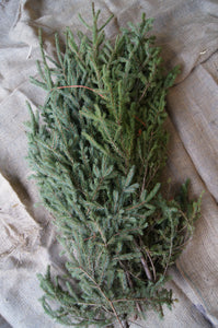 Spruce Tips-Bundle of 10