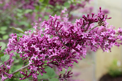 Lilac Tree - Bloomerang®️ Dark Purple Lilac Tree Form 4' Ht - Bare Root