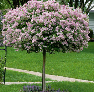 Lilac Tree - Dwarf Korean Lilac - Tree Form, 4' Ht - Bare Root