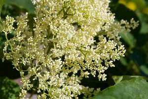 Lilac Tree - First Editions®️ Snowdance™️ Japanses Tree Lilac 1" Diameter Trunk - Bare Root