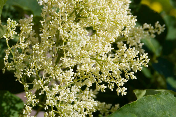 Lilac Tree - First Editions®️ Snowdance™️ Japanses Tree Lilac 1