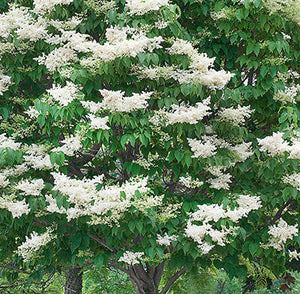 Lilac Tree - Ivory Silk®️ Japanese Tree Lilac 5' Ht - Bare Root