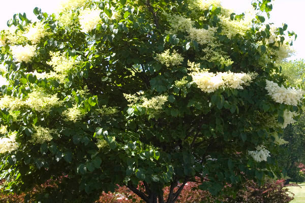 Lilac Tree - Japanese Tree Lilac 5' Ht - Bare Root