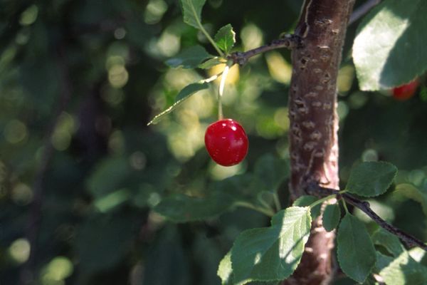 Cherry Tree- Bare Root - select variety below.