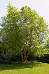 Heritage®️ River Birch Clump 7' - Bare Root