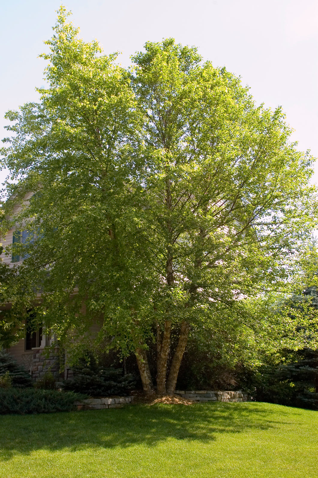 Heritage®️ River Birch Clump 7' - Bare Root