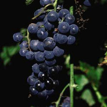 Load image into Gallery viewer, Grape Vine-Bare Root
