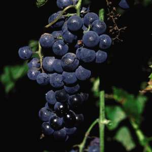 Grape Vine-Bare Root