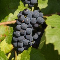 Load image into Gallery viewer, Grape Vine-Bare Root
