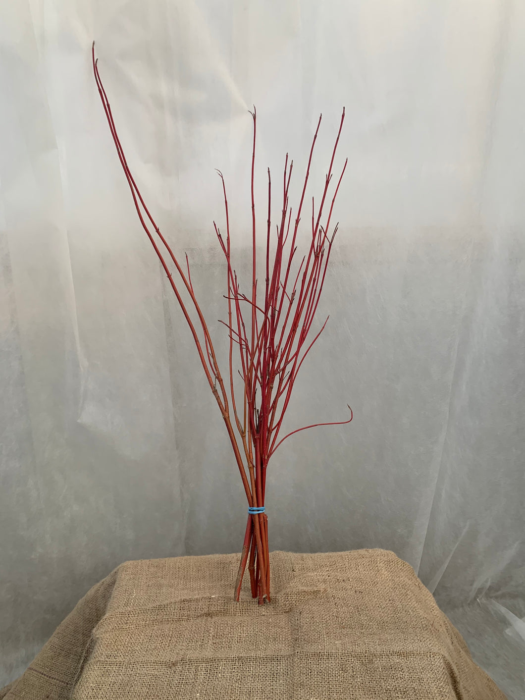 Cardinal Dogwood Bundle
