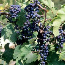 Load image into Gallery viewer, Grape Vine-Bare Root
