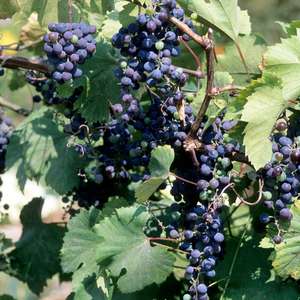 Grape Vine-Bare Root