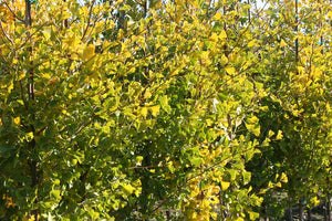 Goldspire™️Ginkgo 5' Ht - Bare Root