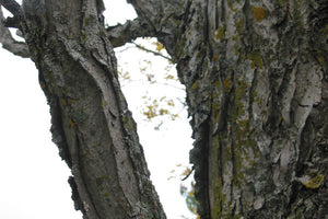 True North™️ Kentucky Coffeetree 3' Ht (Whip) - Bare Root