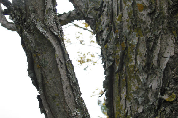 True North™️ Kentucky Coffeetree 3' Ht (Whip) - Bare Root