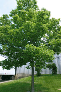 Hackberry 5' - Bare Root