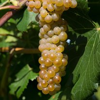 Load image into Gallery viewer, Grape Vine-Bare Root
