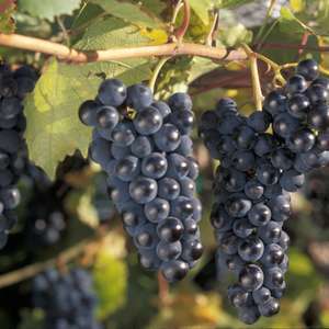 Grape Vine-Bare Root