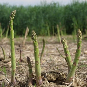 Asparagus - Mary Washington - 8 Roots