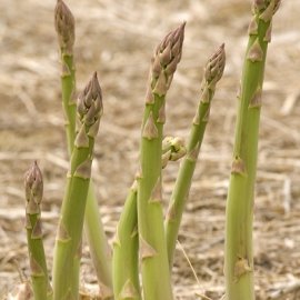 Asparagus - Millennium - 5 Roots NOW IN STORE ONLY