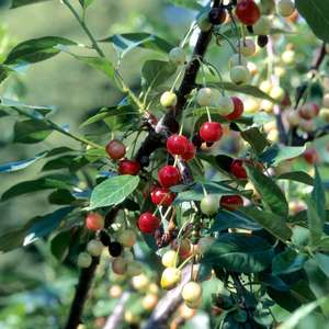 Cherry Tree- Bare Root - select variety below.