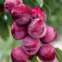 Load image into Gallery viewer, Plum Tree - Bare Root - select variety below.
